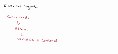 describe-how-electrical-signals-travel-through-the-heart-and-why-this-is-important-for-the-function-of-the-heart-10309