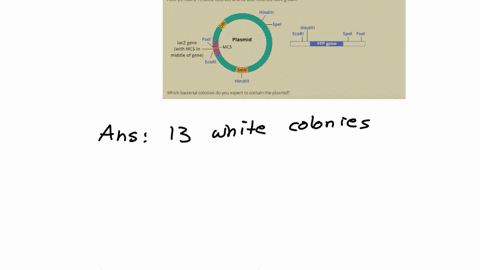 your-goal-is-to-clone-the-yfp-gene-using-one-or-more-restriction-enzymes-into-a-plasmid-that-contains-a-lacz-gene-with-an-internal-multiple-cloning-site-as-shown-below-the-smr-gene-confers-r-04652