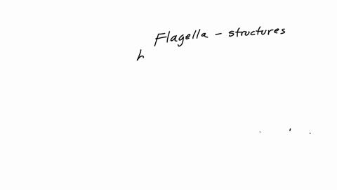 if-a-bacterium-contains-many-flagella-located-at-one-end-of-the-bacteria-than-this-flagellar-arrangement-is-called-a-montrichious-b-lophitrichous-c-amphitrichous-d-peritrichous-e-veritrichou