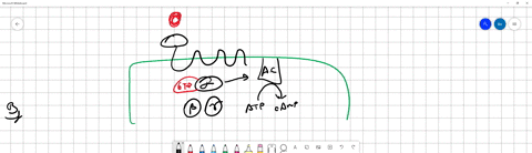 which-of-the-following-statements-about-g-protein-signaling-pathways-are-true-choose-one-or-more-athe-g-subunit-activates-by-exchanging-gdp-for-gtp-bthe-activated-receptor-causes-the-g-and-g-60647