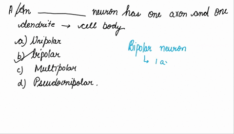 an______-neuron-has-one-axon-and-one-dendrite-extending-directly-from-the-cell-body-a-unipolar-b-bip-73785