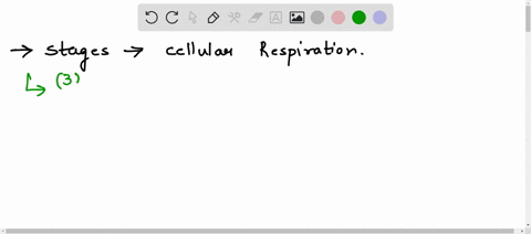 what-are-the-stages-of-cellular-respiration-31003