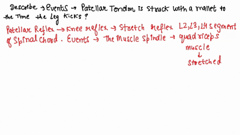 describe-all-of-the-events-that-occur-from-the-time-the-patellar-tendon-is-struck-with-a-mallet-to-the-time-the-leg-kicks-81771