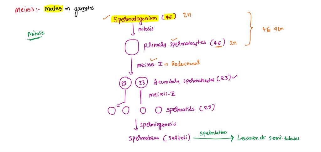 SOLVED: meiosis division Biology Diagrams