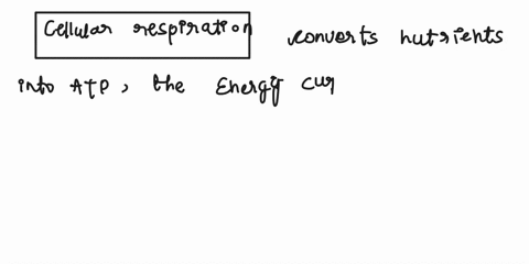 how-does-cellular-respiration-help-organism-carry-out-their-life-processes-09438