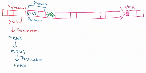 draw-out-what_one_gene-with-the-following-attributes-looks-like-ie_-one-drawing-for-all-of-problem-15-then-label-along-the-gene-each-of-the-following-regions-in-the-correct-order-region-with-73455