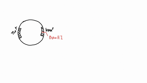 question-9-you-want-to-clone-piece-of-human-dna-into-plasmid_-you-have-plasmid-with-two-antibiotic-resistance-genes-kan-kanamycin-resistance-and-tetr-tetracycline-resistance-you-digest-this-06402