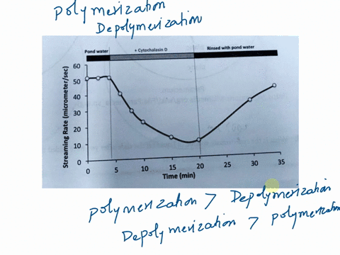 10-actin-monomers-globular-actin-or-g-actin-are-organized-into-linear-double-stranded-microfilaments-which-undetgo-constant-formation-by-polymerization-and-destruction-by-depolymerization-0-04872