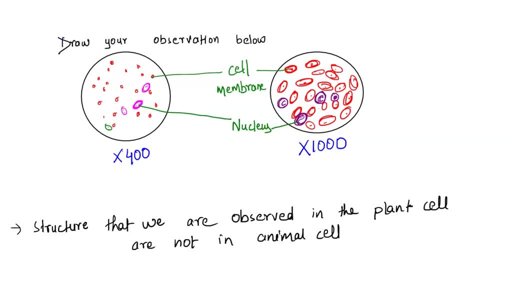 SOLVED: Sketch a single blood cell of each type in the following ...