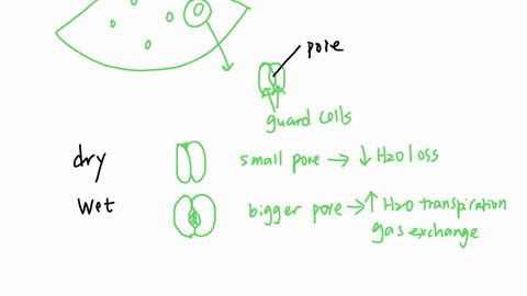 2-describe-the-structure-and-function-of-stomata-and-make-predictions-about-stomata-density-based-on-characteristics-of-plants-verticalhorizontal-leaves-smalllarge-leaves-drywet-environments-etc