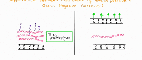 compare-and-contrast-the-cell-walls-of-gram-positive-and-gram-negative-bacteria-87973