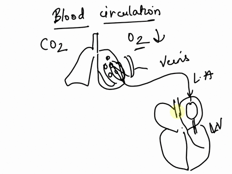 a-trace-the-route-blood-always-takes-to-capture-oxygen-from-the-lung-alveoli-carry-it-through-the-body-and-then-release-carbon-dioxide-into-the-lung-alveoli-include-all-chambers-and-valves-o-67403