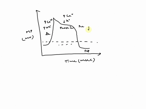 given-helaw-is-an-ecg-use-tus-draw-uction-patenral-cardiuc-muscle-explain-how-ecg-currelales-with-the-action-potential-compale-und-cuntras-articn-potenlial-u-canliac-muscle-wilh-that-of-a-ne-75785
