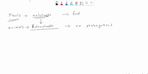 photosynthesis-is-used-to-produce-food-for-plants-plants-are-called-autotrophs-because-they-produce-their-own-food-animals-are-heterotrophs-meaning-they-eat-their-food-what-do-plants-produce-90636
