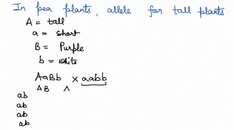 in-pea-plants-the-allele-for-tall-plants-is-dominant-while-the-allele-for-short-plants-is-recessive-and-the-allele-for-purple-flowers-is-dominant-while-the-allele-for-white-flowers-is-recess-80798