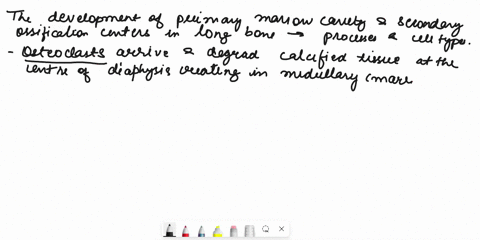 diaphysis-creating-the-cells-arrive-and-degrade-calcified-tissue-at-center-of-cells-arrive-and-lay-down-layers-of-new-compact-bone-at-the-border-of-the-marrow-cavity-thickening-the-shaft-mar-41835