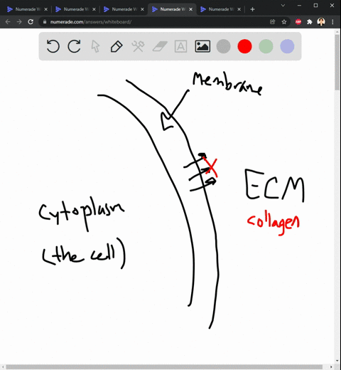 which-of-the-following-are-integral-membrane-proteins-and-not-proteins-secreted-into-the-extracellular-space-choose-all-that-apply-collagen-fibronectin-proteoglycans-elastin-laminin-integrin-27564