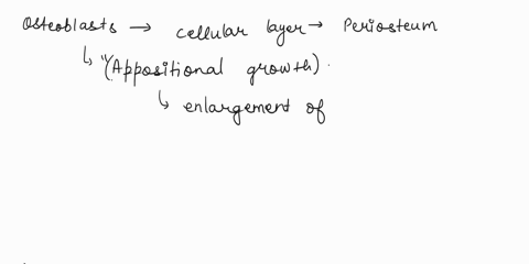 osteoblasts-located-within-the-cellular-layer-of-the-periosteum-participate-in-which-bone-growth-process-interstitial-growth-longitudinal-growth-appositional-growth-intramembranous-growth-bo-18037