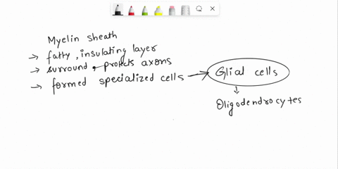 what-is-the-function-of-a-myelin-sheath-a-protect-the-axon-from-a-chemical-attack-b-promote-axoaxonic-connections-with-other-neurons-c-increase-conduction-speed-for-action-potentials-d-estab-35217