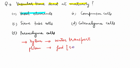 what-type-of-vascular-tissue-cell-in-a-plant-is-dead-at-maturity-vessel-elements-companion-cells-sieve-tube-cells-collenchyma-cells-parenchyma-cells-71173