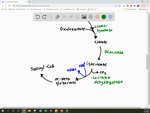 list-all-the-reactions-in-the-tca-cycle-showing-for-eachreactants-products-enzyme-catalyzing-it-71105