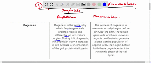 tabulate-all-the-differences-between-frog-and-mammalian-oogenesis-15329