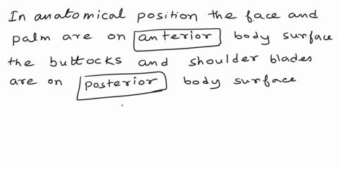 help-noromicol-term-from-the-key-a-anteriorbdistal-frontaldinferiorelateral-acposteriorabmedial-bcsuperioradproximal-in-the-anatomical-position-the-face-and-the-palm-are-on-the-1-body-surfac-28536