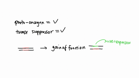 question-5-a-proto-oncogene-is-a-segment-of-dna-that-codes-for-one-of-the-positive-cell-cycle-regulators-if-that-gene-becomes-mutated-so-that-it-produces-a-hyper-activated-protein-product-it-is-consid