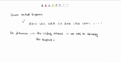 1-the-given-mrna-sequence-is-transcribed-from-the-gene-below-it-5-agcuucgaacucaugcagggccacccgauuaccauguaaguuacgca-3-3-tgaagcatattagtaccgatgtcgaagcttgagtacgtcccggtgggctaatggtacattcaatgcgt5-5-18412