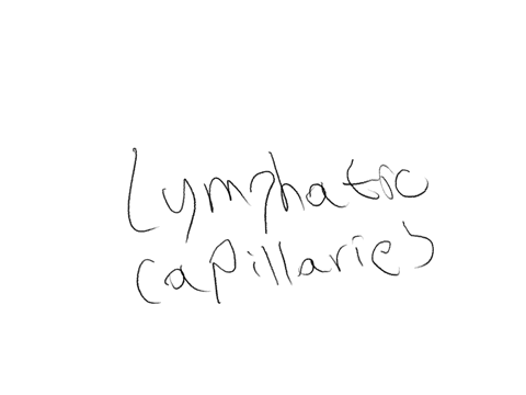 which-type-of-lymphatic-vessel-is-found-in-networks-that-parallel-the-blood-capillaries-lymphatic-ducts-tymphatic-copillaries-lymphatic-trunks
