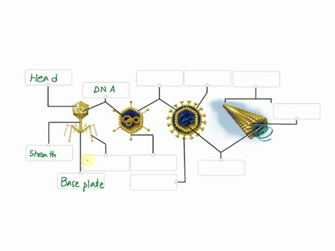 viral-structure-abe-the-structures-of-the-various-virus-types-with-the-appropriate-corresponding-labels_-capsomer-tail-fiber-dna-rna-helical-capsid-base-plate-viral-envelope-shaft-spike-prot-74097