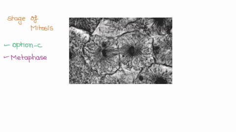 question-4-1-pts-the-cell-pictured-below-is-in-which-stage-of-mitosis-anaphase-prophase-metaphase-telophase-13449