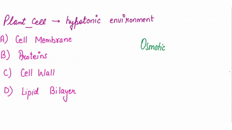 when-a-plant-cellis-kept-in-a-hypotonic-environment-it-swells-but-does-not-burst-which-part-of-a-plant-cell-prevents-osmotic-lysis-from-occurring-a-the-cell-membrane-the-proteins-the-cell-wa-85092