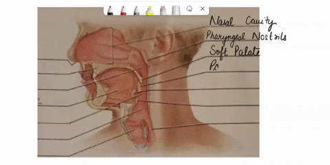 terms-for-figure-7-1-epiglottis-esophagus-had-paldle-laryngopharynx-nosld-larynx-lingual-tonsils-hud-jlak-aulatrayky-pasopkdiyn-nasopharynx-nostrit-iallr-gropharynx-palatine-tonsils-qqphakyn-58276