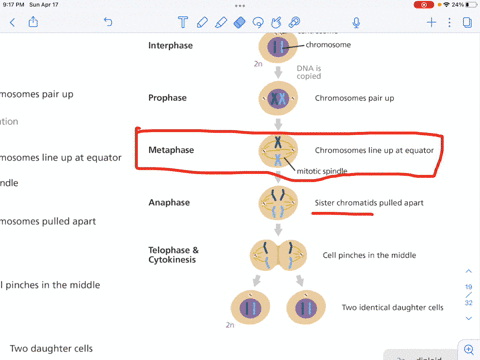 metaphase-in-mitosis-is-similar-to-what-stage-in-meiosis-a-prophase-i-b-prophase-ii-c-metaphase-i-d-06898