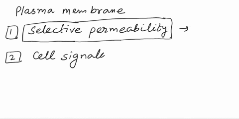 what-is-the-function-of-the-plasma-membrane-09482