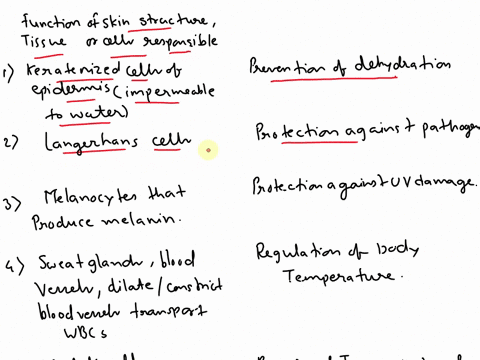 3-the-integumentary-system-the-skin-complete-the-table-below-using-the-appropriate-structure-tissue-or-cells-in-this-list-ruffinis-corpuscles-merkels-cells-keratinized-cells-of-the-epidermis-87673
