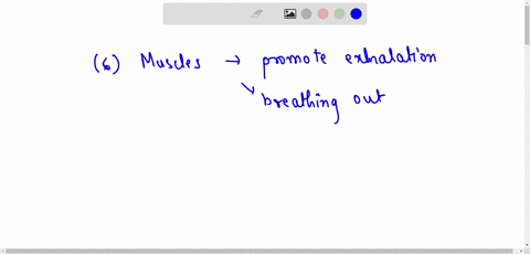 6-which-of-the-following-muscles-contract-to-promote-exhalation-are-forced-expiration-breathing-out-select-any-appropriate-answers-diaphragm-external-oblique-and-internal-oblique-muscles-of-52553
