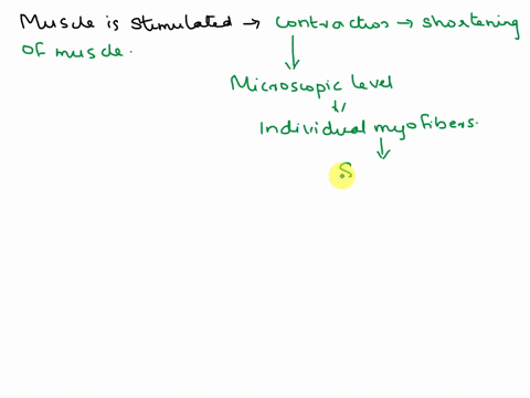 using-the-terms-sarcomere-all-or-none-and-myofiber-explain-how-muscles-can-shorten-significantly-when-stimulated-10853