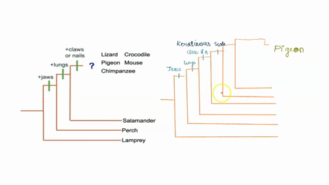 complete-the-phylogenetic-tree-using-the-remaining-data-label-each-trait-change-on-the-tree-eg-as-shown-for-jaws-and-lungs-submit-your-answer-by-uploading-a-jpg-or-pdf-file-to-the-worksheet-47707