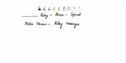 ______-relay-messages-from-the-brain-and-spinal-cord-to-muscles-and-glands-a-motor-neurons-b-sensory-51012