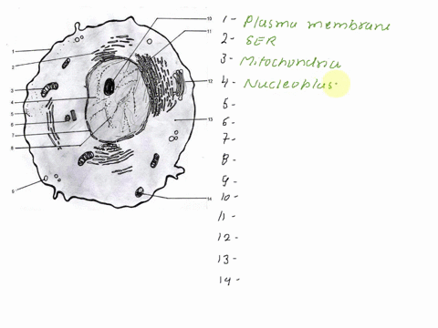 identify-the-numbered-subcellular-structures-of-the-animal-cell-12388