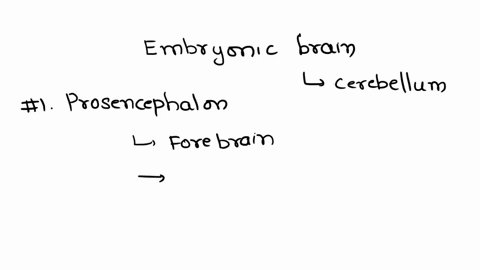 from-which-embryonic-brain-region-does-the-cerebellum-form-48023