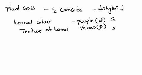 question-38-points-save-answer-practical-section-plant-crosses-in-the-following-section-you-will-be-given-table-displaying-counts-from-three-fz-generation-corncobs-corn-plants-were-from-a-di-31922