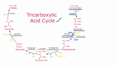 the-citric-acid-cycle-has-8-intermediates-2-identify-those-citric-acid-cycle-intermediates-that-are-keto-acids_-6-are-these-compounds-starting-points-for-amino-acids-synthesis_-42265