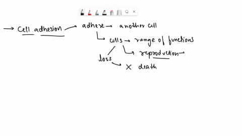 which-one-of-the-following-statements-correctly-describes-features-shared-by-simple-multicellular-eukaryotes-question-3-options-cells-adhere-to-one-another-most-of-the-cells-are-capable-of-a-22198