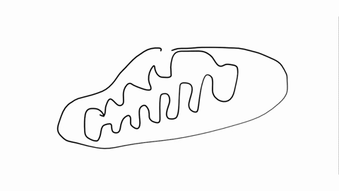 below-is-a-schematic-diagram-of-mitochondrion-showing-detailed-structures-which-one-is-pointing-to-the-matrix-mitochondria-47806