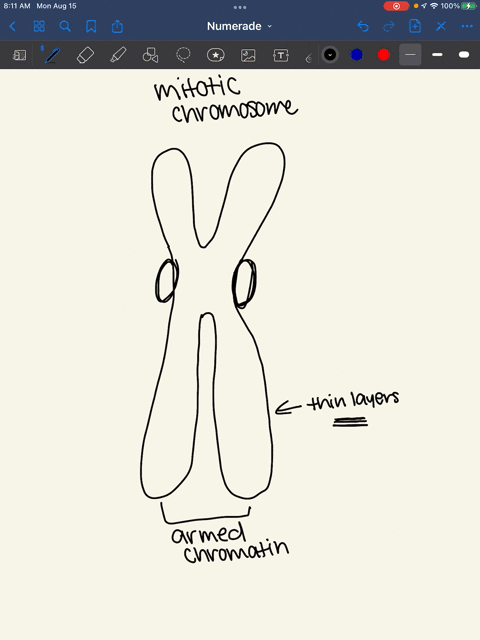 based-on-recent-research-what-are-the-structural-features-of-a-mitotic-chromosome-58566