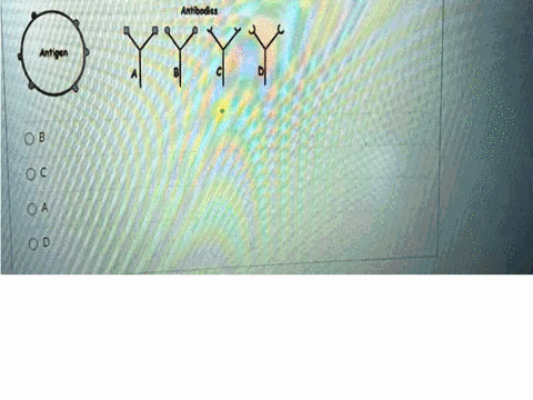 which-of-the-antibodies-would-be-the-appropriate-one-to-interact-with-the-antigen-shown-below-antibodiss-ob-oa-od-26129