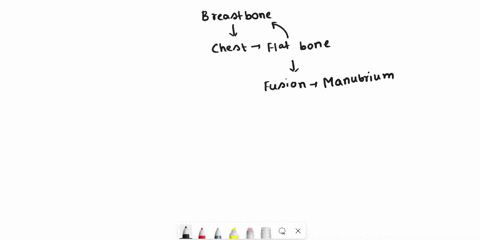 the-__________-commonly-referred-to-as-the-breastbone-is-a-flat-bone-formed-by-the-fusion-of-three-bones-the-manubrium-the-body-and-the-xiphoid-process-00948